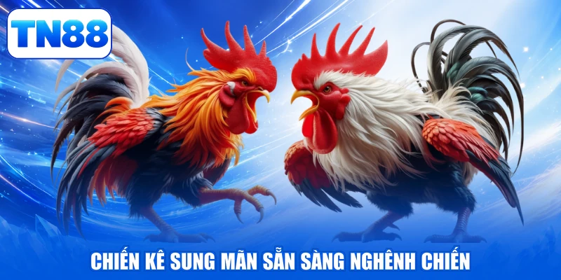 Đá Gà Online - Đấu Trường Rực Lửa, Thưởng Lớn Mê Say 4 Chiến kê sung mãn sẵn sàng nghênh chiến